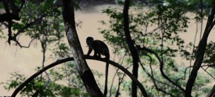 Atractivos Turísticos del Amazonas